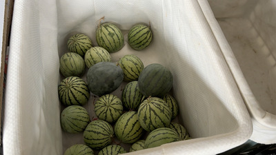 六腳新星 馬卡龍西瓜圖片