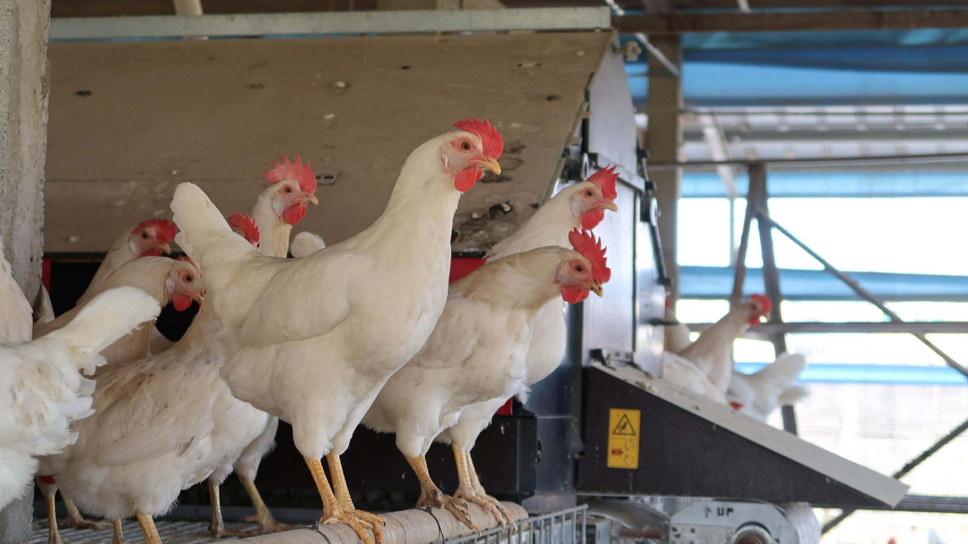 數隻雞站在棲架上