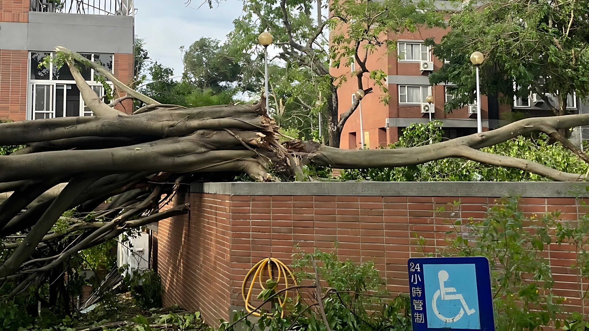 校園內大型樹木倒塌