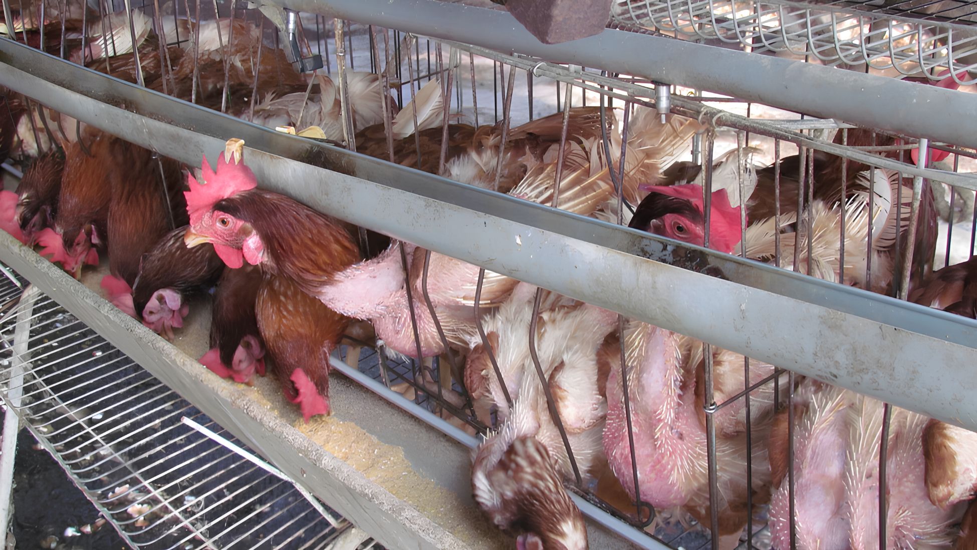 數隻雞在狹小的籠子裡，從籠子的縫隙伸出頭吃飼料