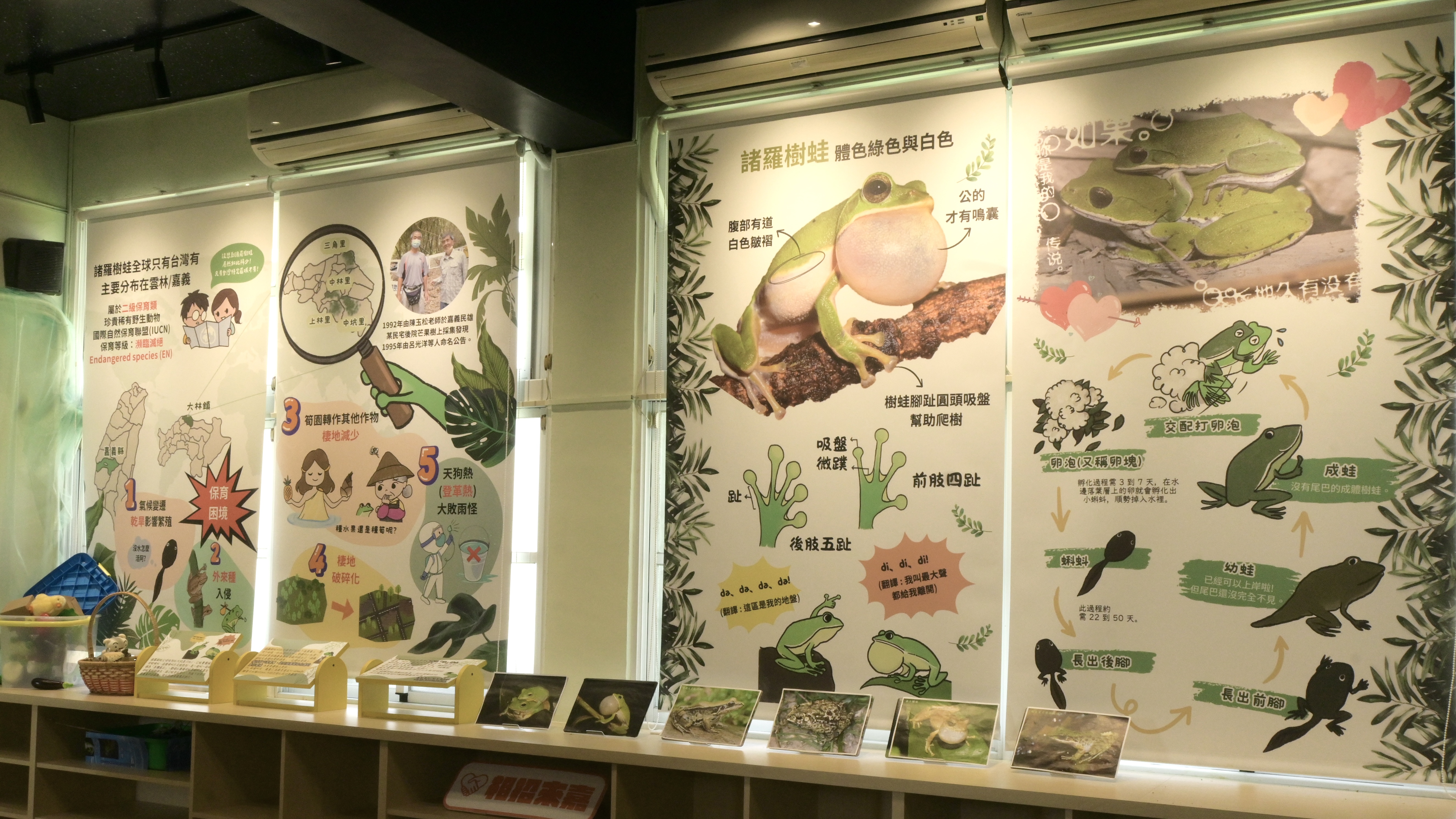窗戶邊的捲簾上展示著諸羅樹蛙的外觀特徵與發現歷程，下方櫃子上擺放數張樹蛙的照片