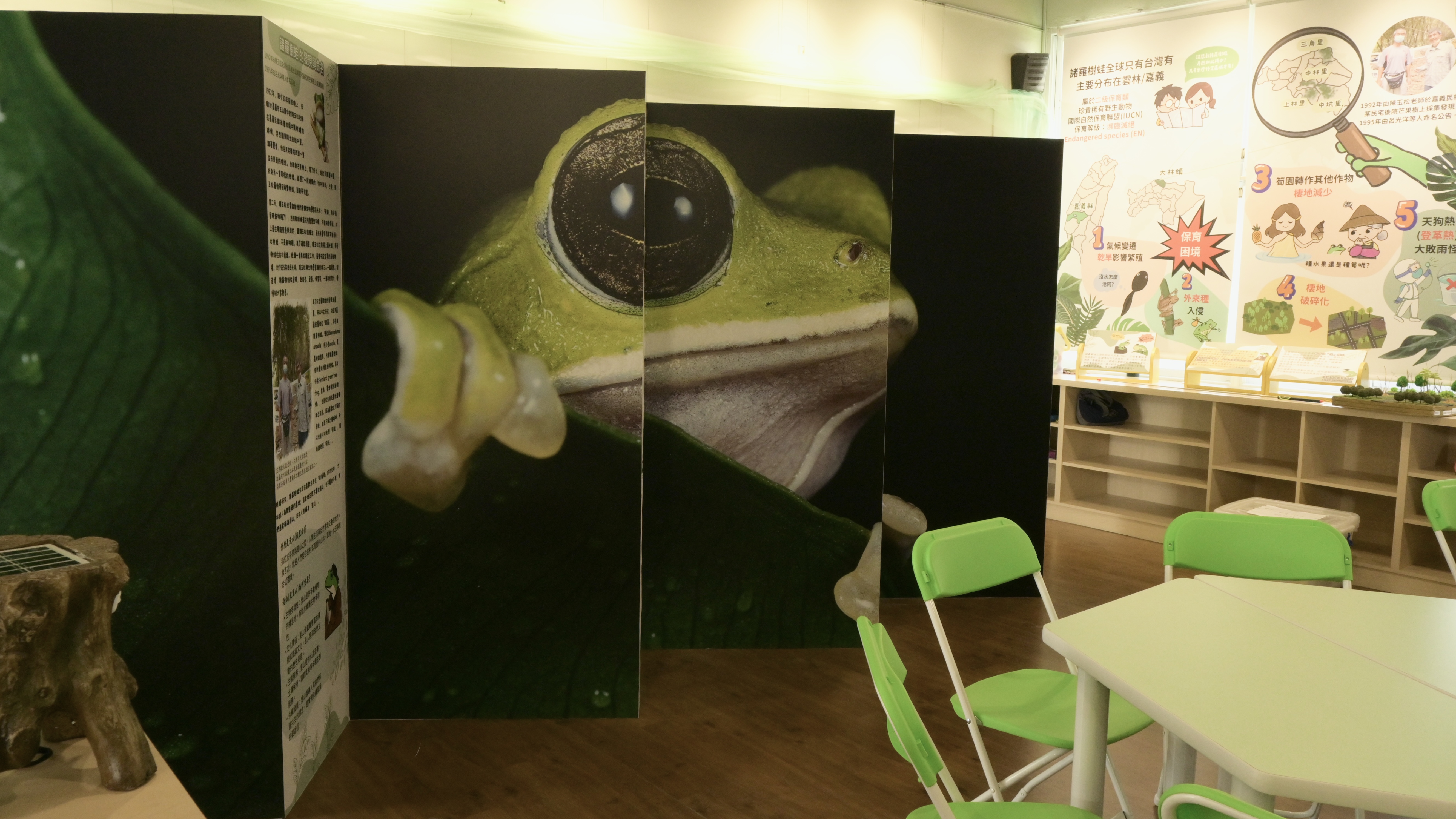 大圖輸出的樹蛙照片