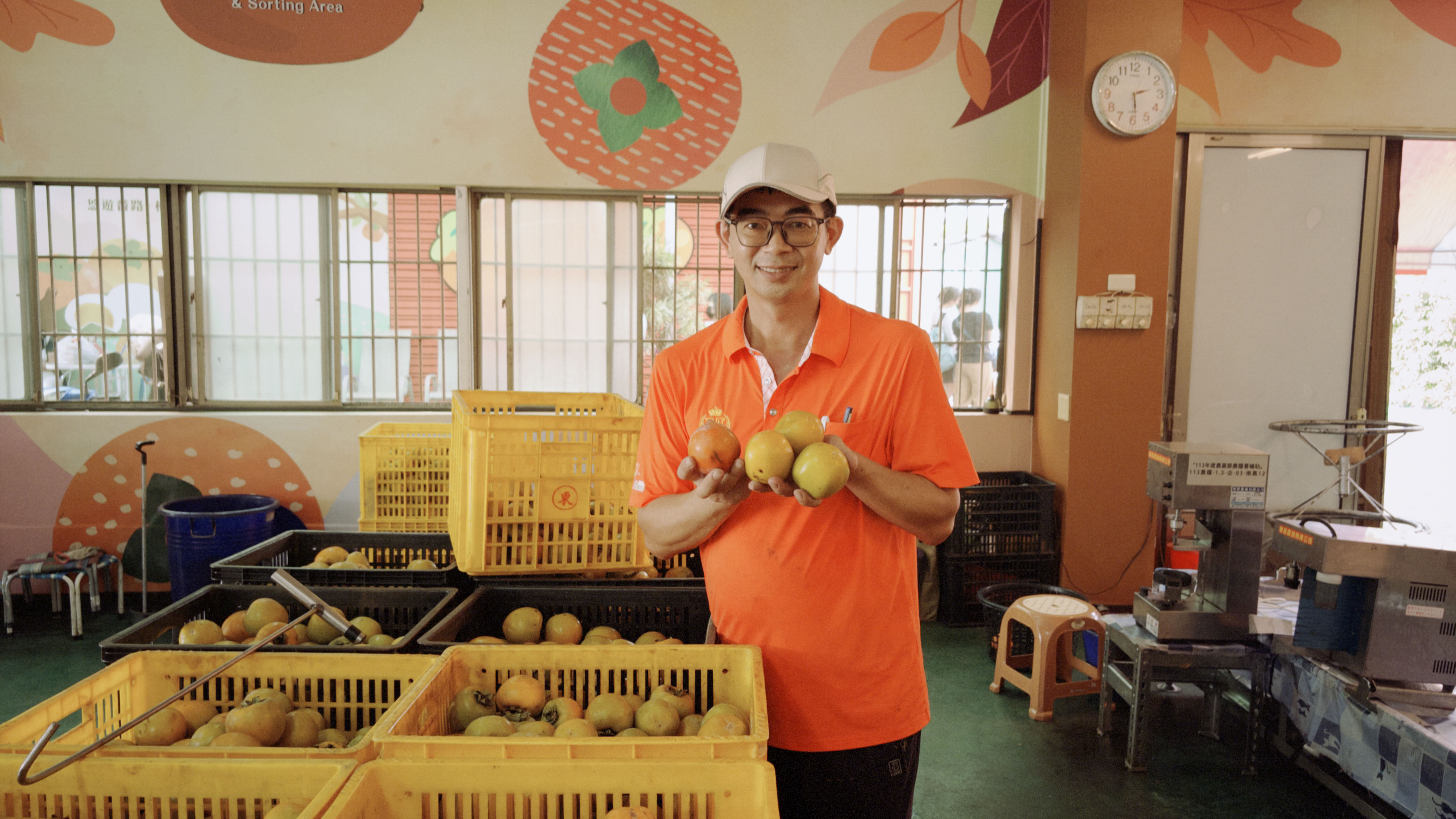導覽員站在一箱又一箱的柿子旁，手上拿著四顆柿子