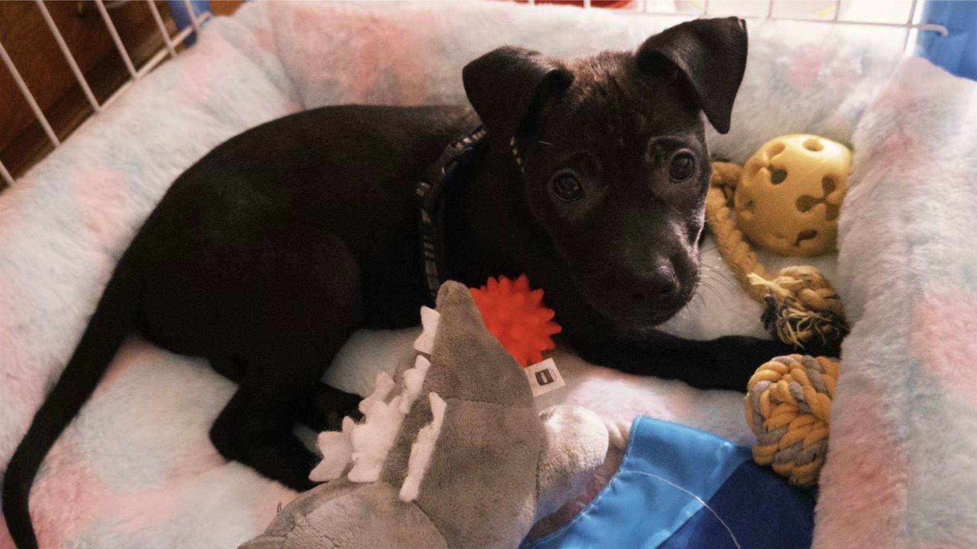 可愛的小黑狗正趴在溫暖的淺色墊子上，身邊圍繞著玩偶、編織球和黃色玩具球，用大大的眼睛注視著鏡頭，模樣十分無辜討喜。
