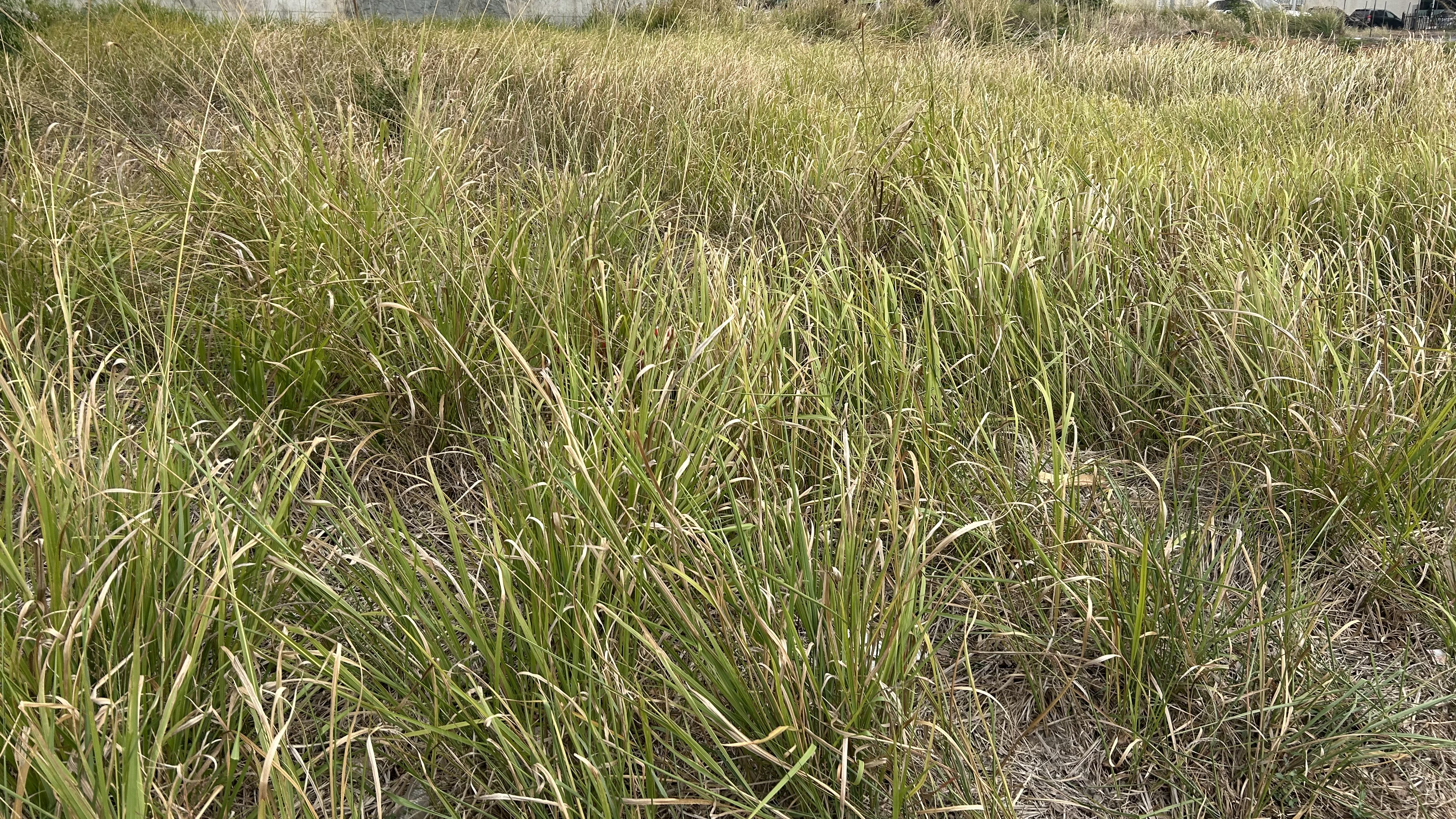 荒地雜草叢生的照片。