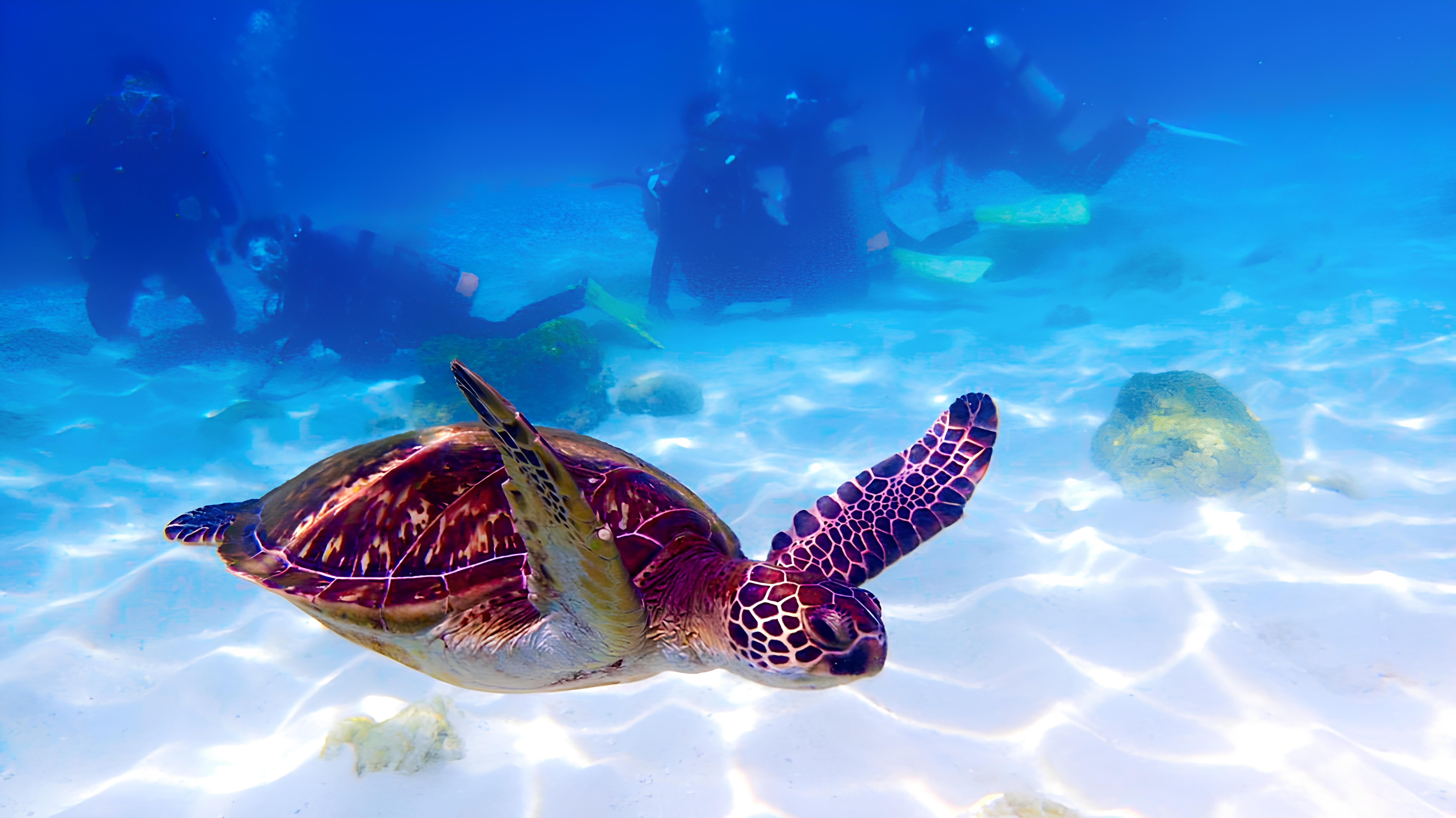 海龜在水中，後方有幾位潛水員正在觀賞海龜