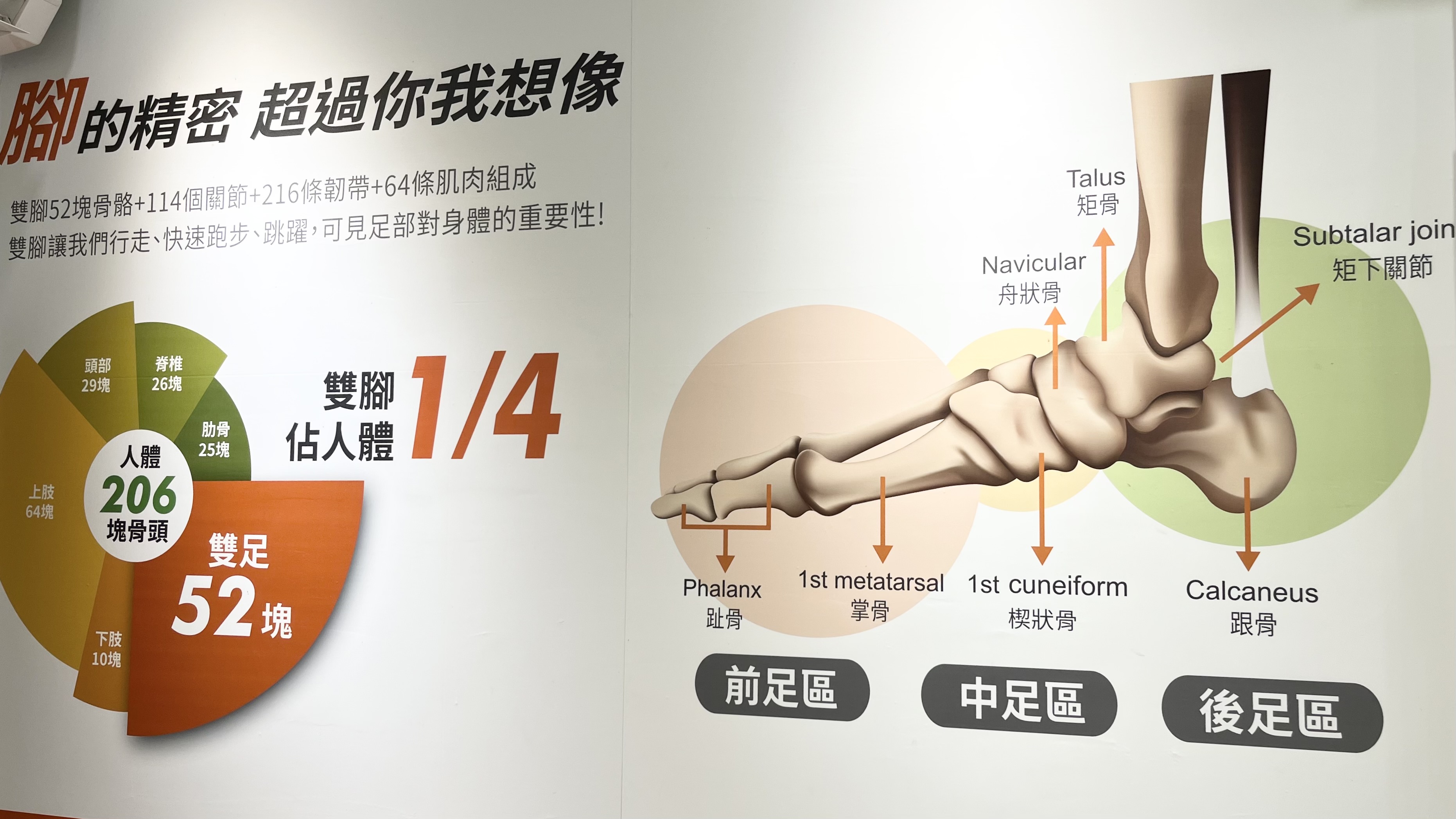 足部前足區、中足區和後足區示意圖，雙足52塊骨頭占人體的1/4