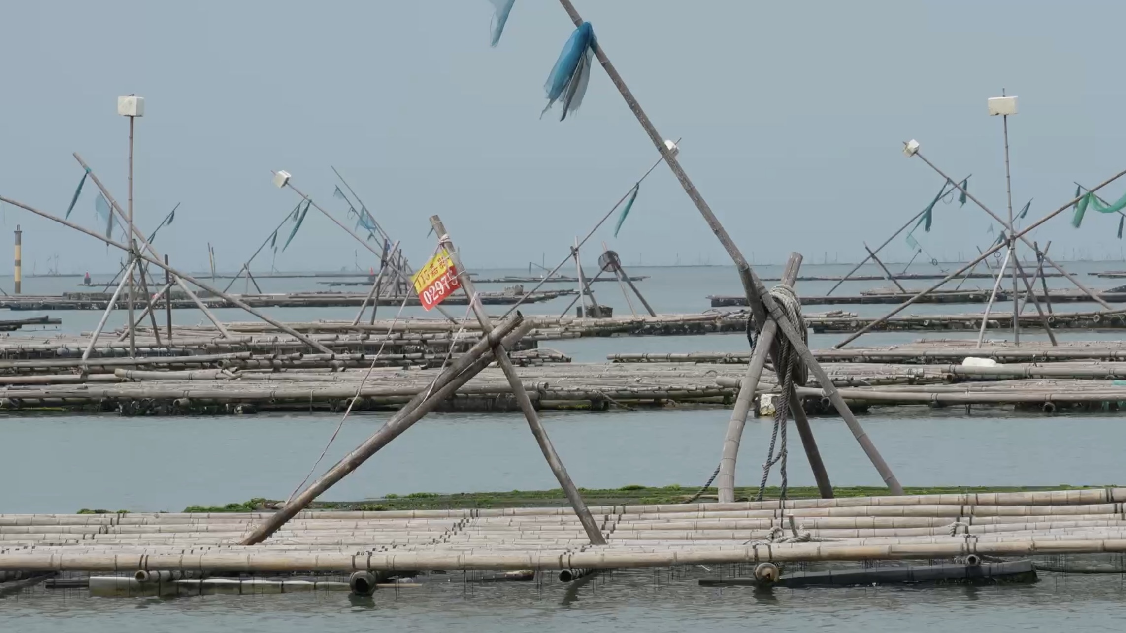 沿海地區常見的牡蠣養殖棚架。