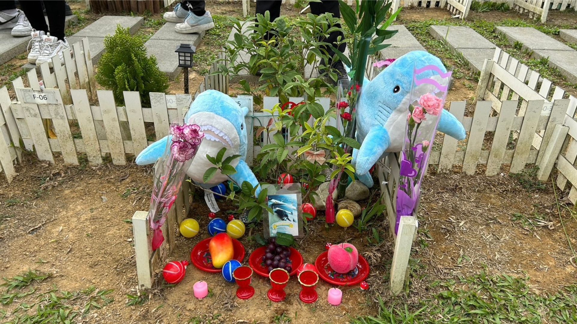 一個精心佈置的寵物墓位，四周以白色小柵欄圍繞。墓前擺放了兩隻可愛的藍色鯊魚玩偶、兩束鮮花，以及豐富的祭品，包含水果、小酒杯和蠟燭。墓位中心還放有一張寵物的照片與彩色球類玩具。