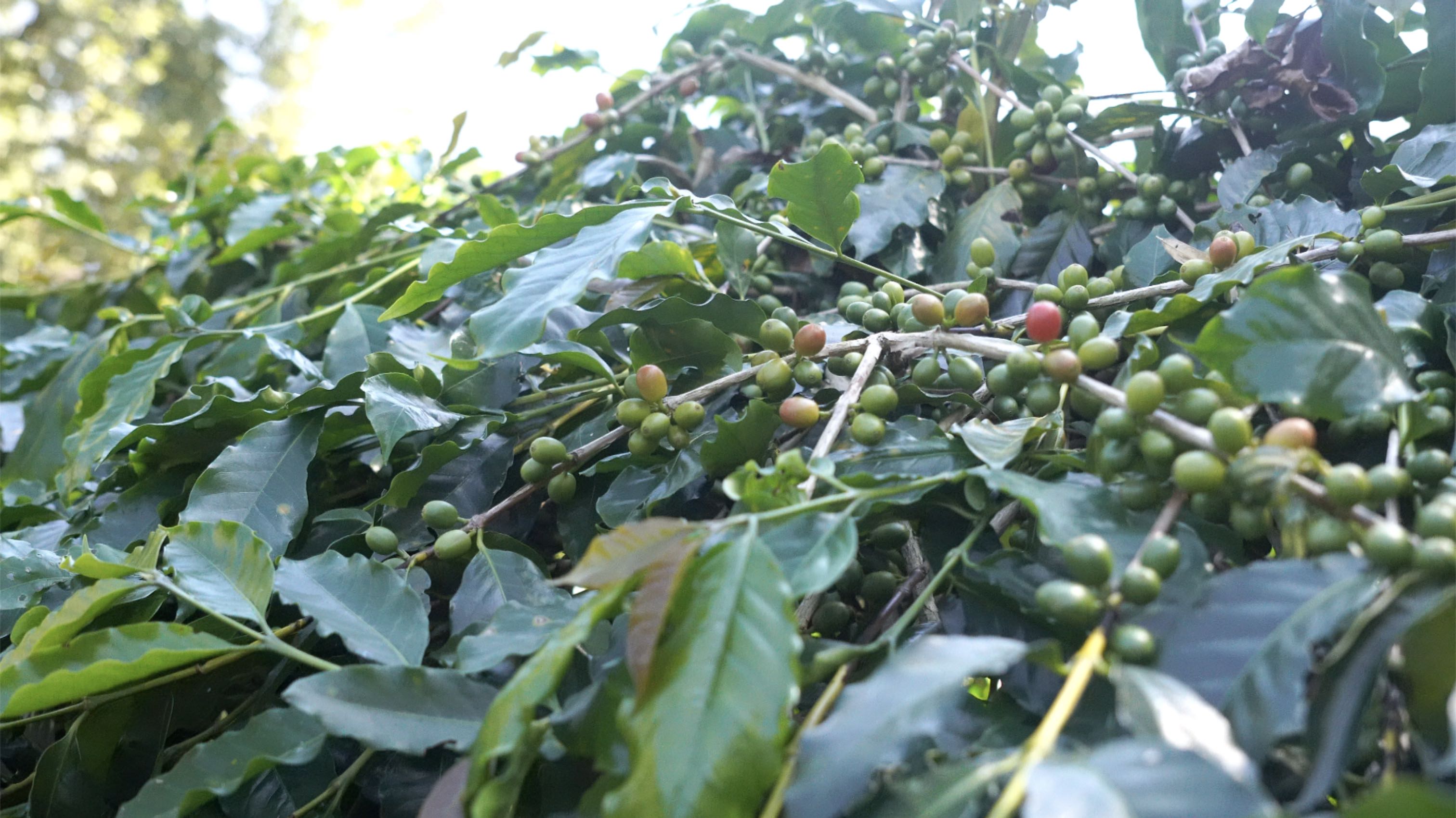 尚未採收的咖啡豆