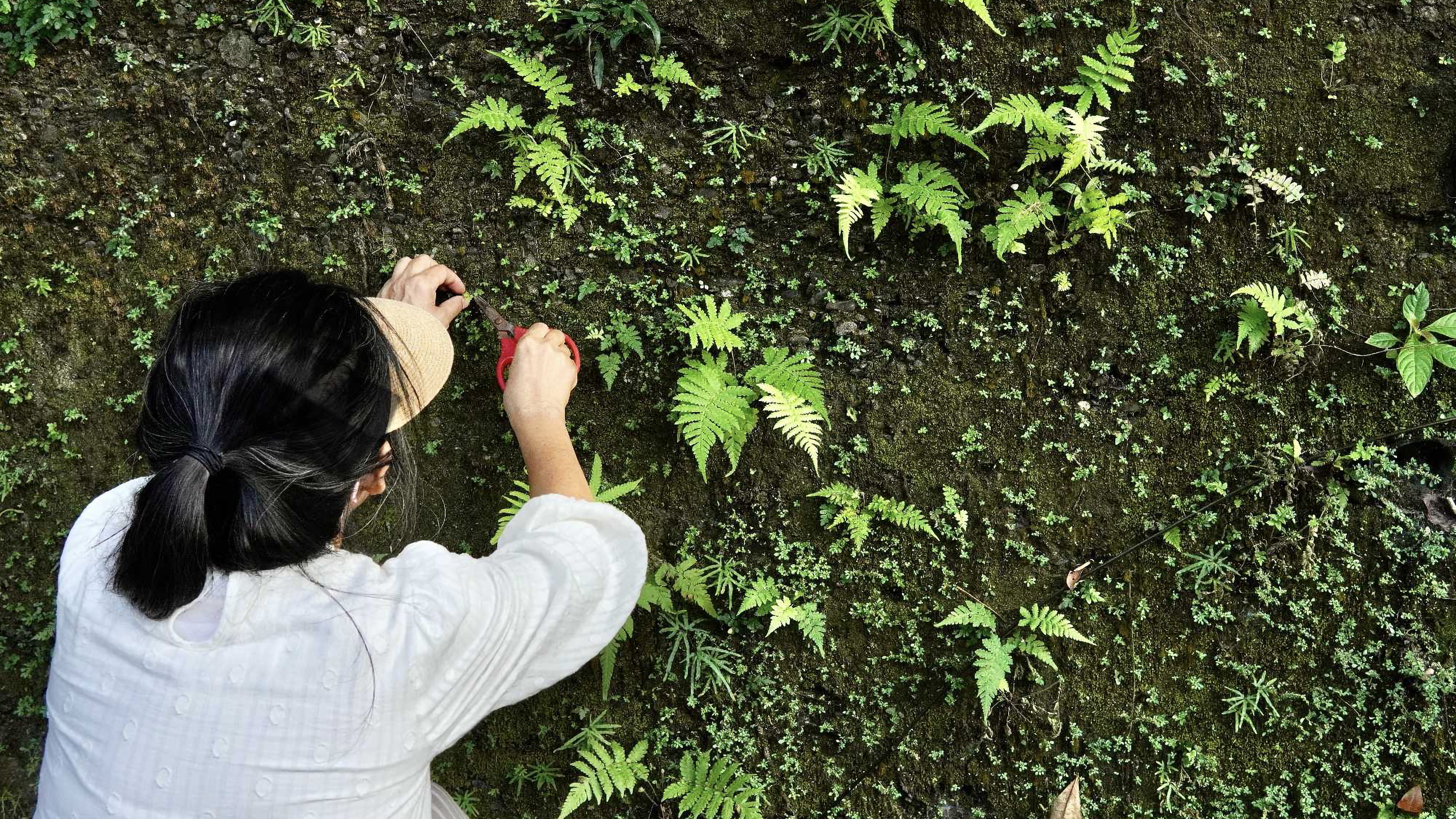 羅如蘭採集植物的背影