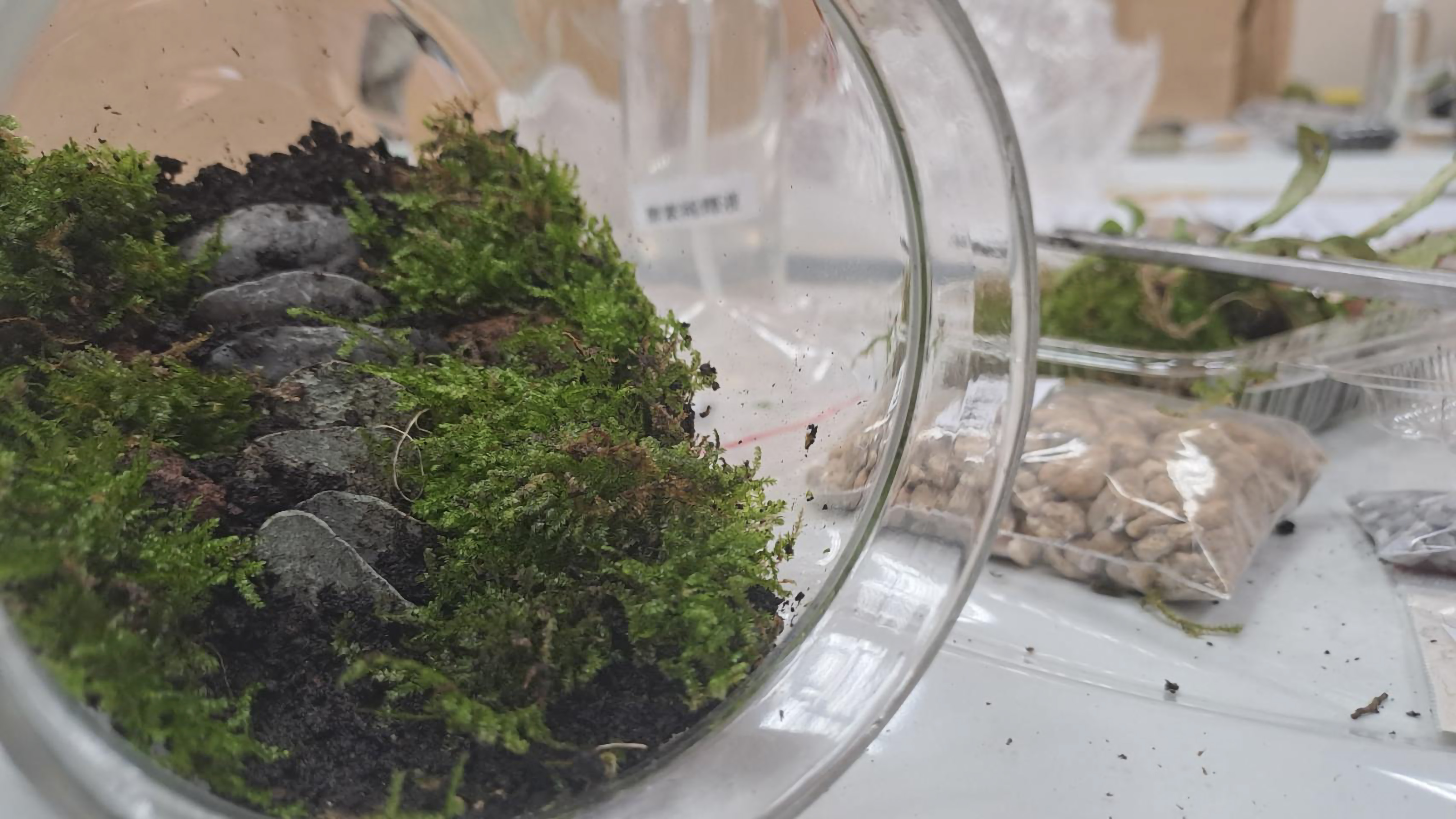 雲之梯生態瓶外觀