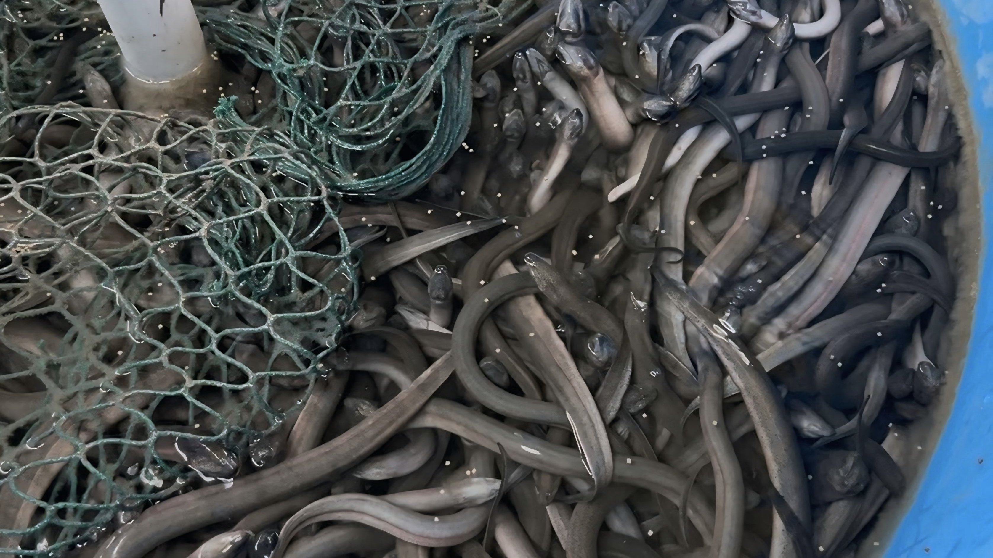 桶內裝滿活鱔魚的照片，展現鮮度與食材準備過程。