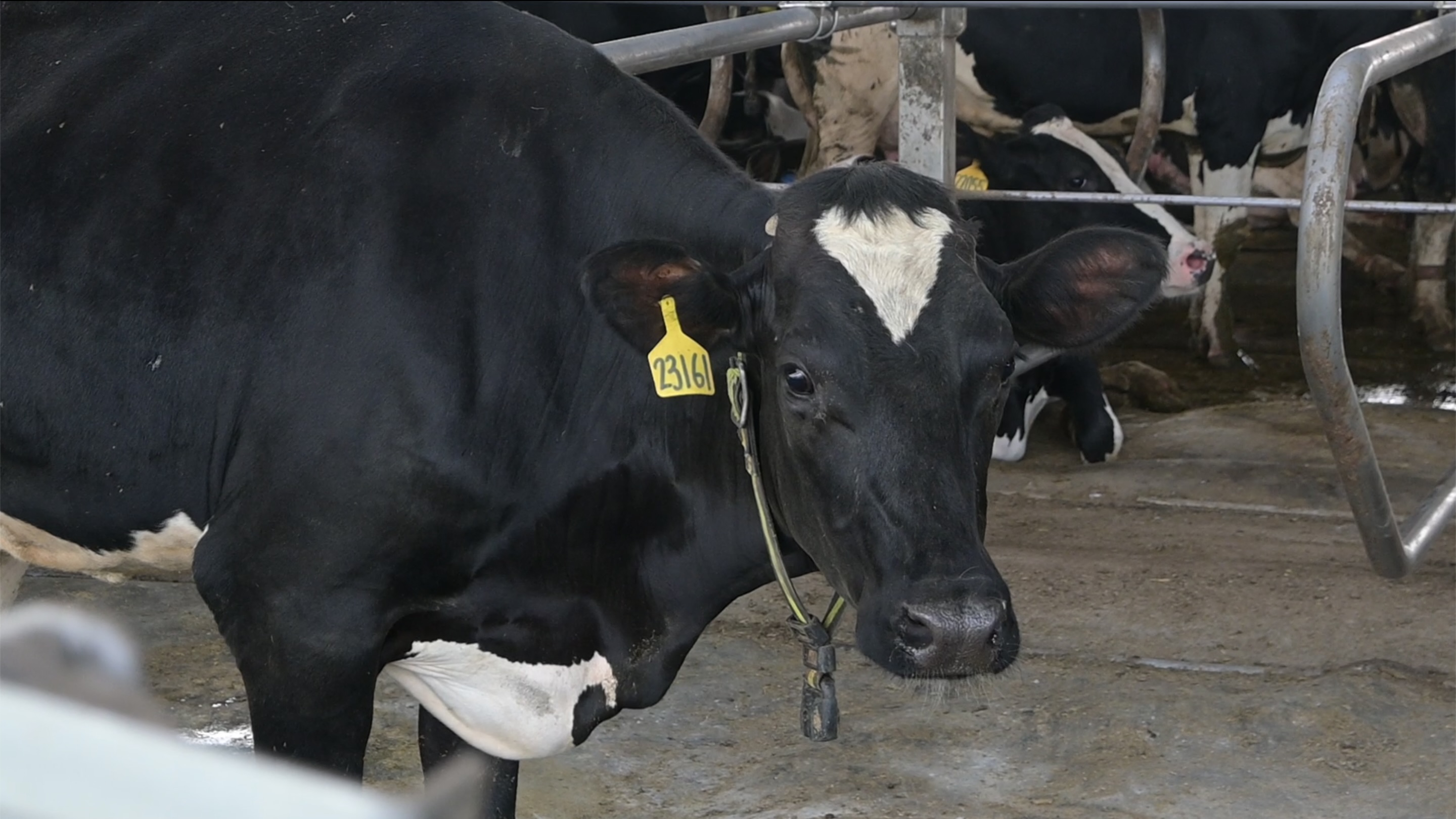 乳牛場內部的實景。