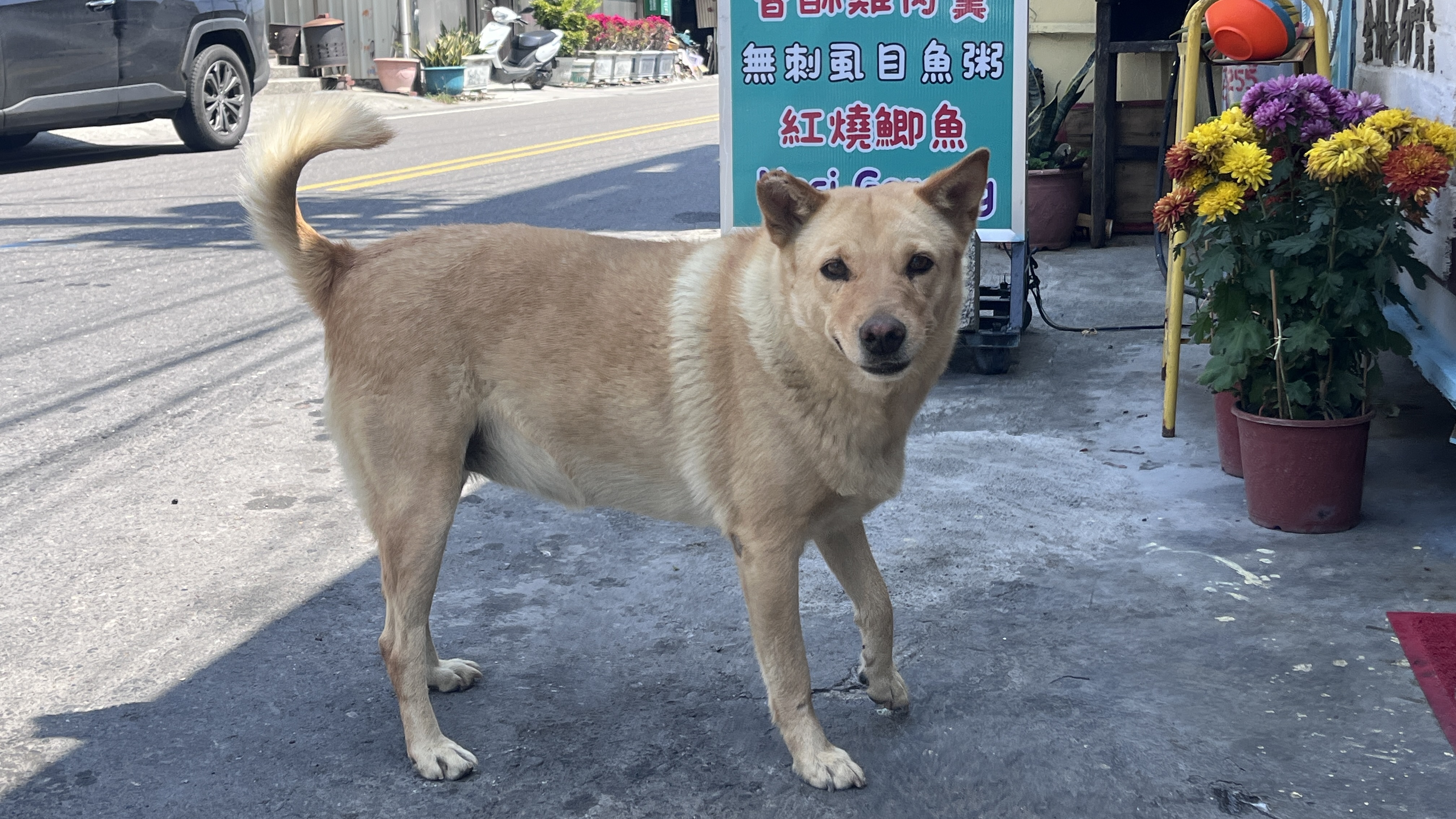 一隻米黃色的流浪狗站在街邊小吃攤前。