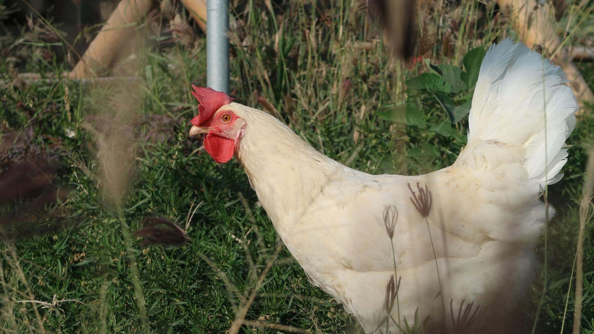 一隻白色羽毛、紅色雞冠的雞