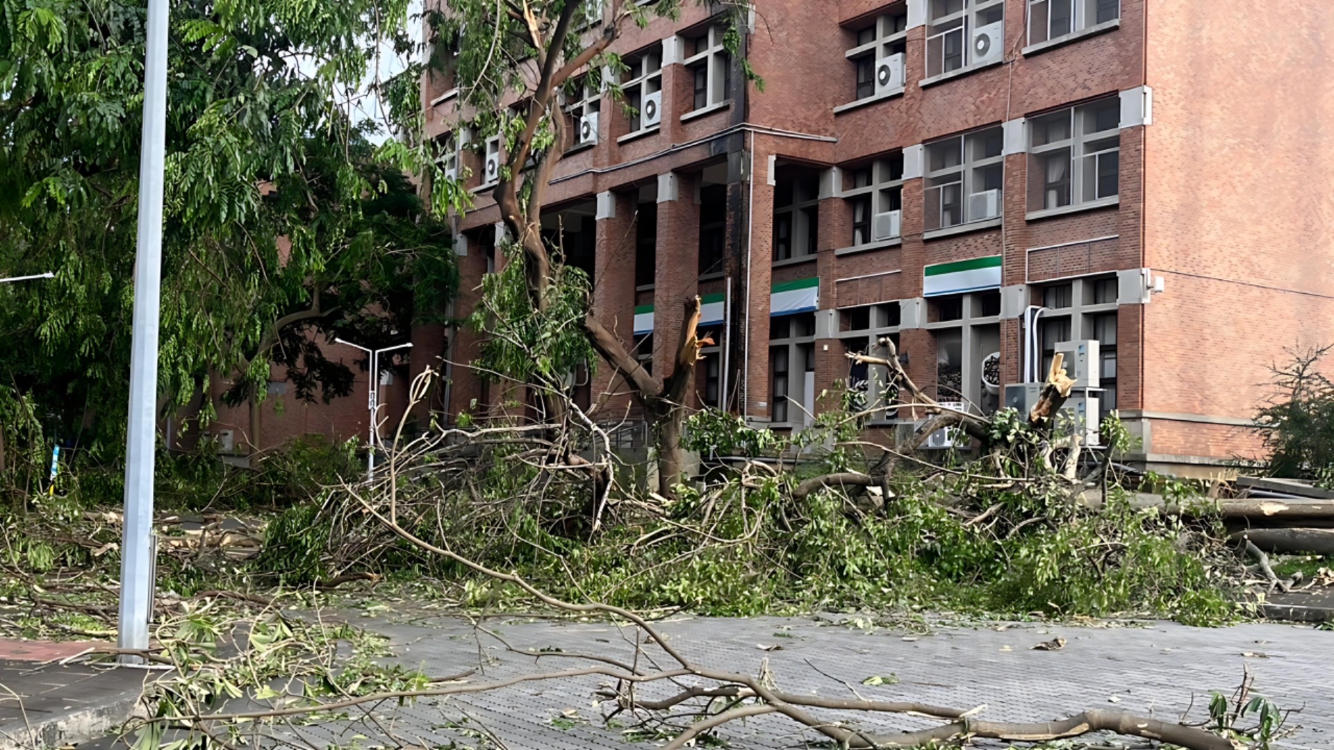 共同教室大樓前的樹木倒塌無法通行