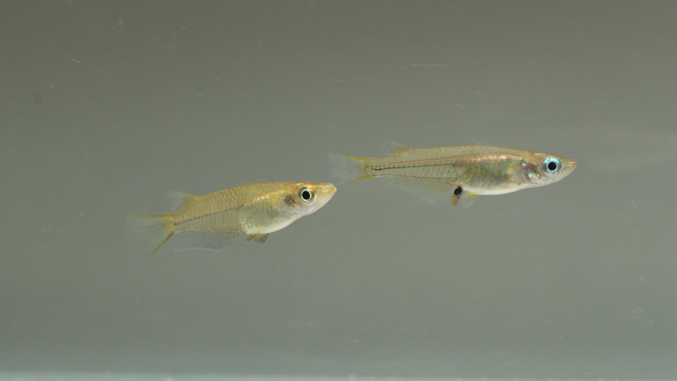 畫面中有兩條體色呈半透明金黃色的魚，體型纖細，正悠游於清澈的水中。