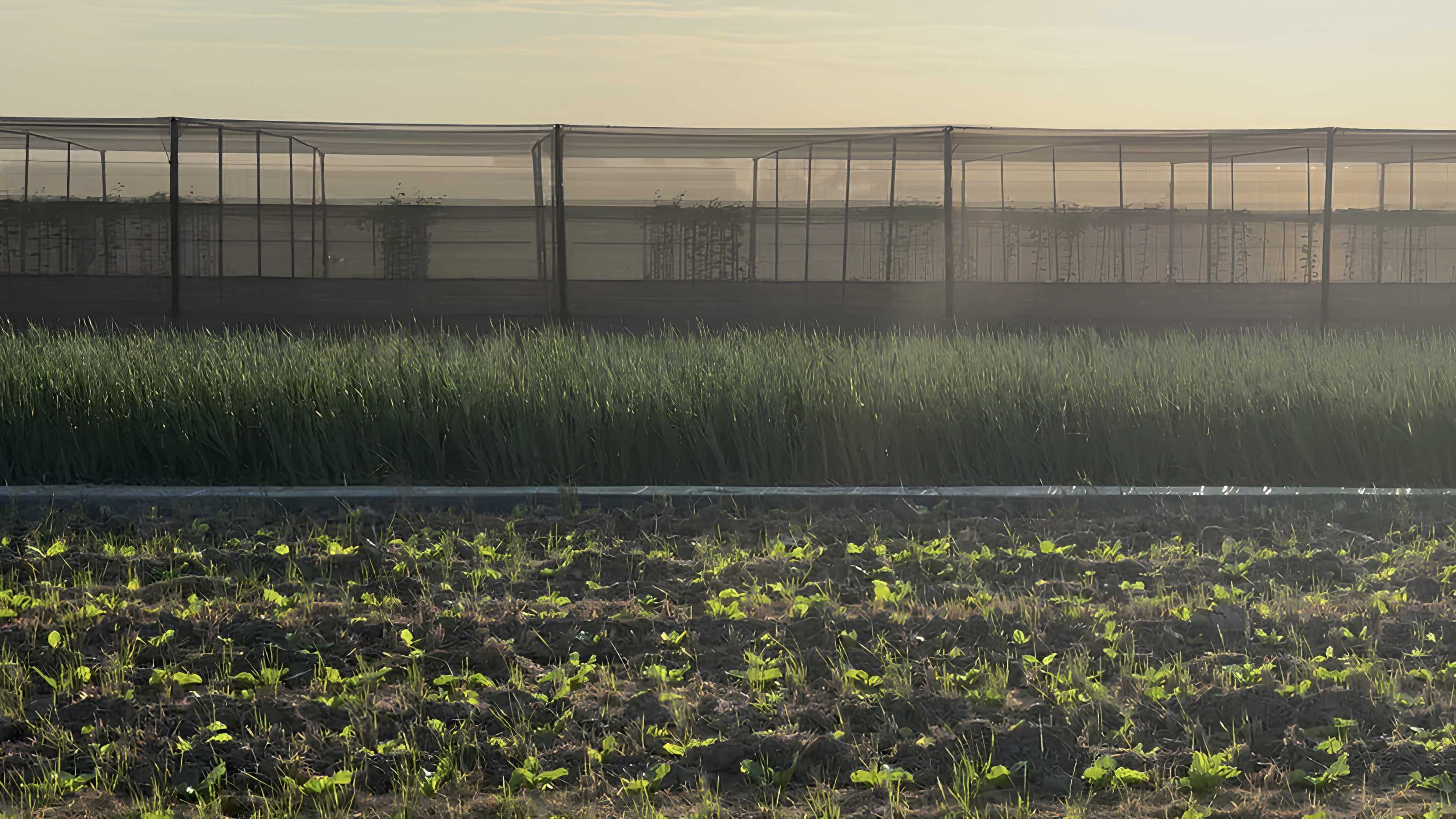 陽光灑在一片稻田上