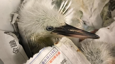 共同努力　守護台灣野鳥圖片