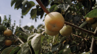 樹上的水柿特寫