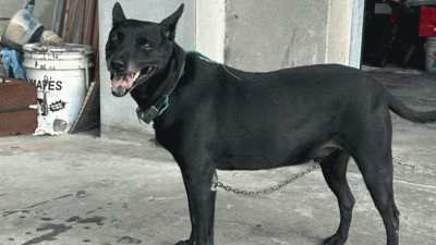 療癒無界限:狗狗醫生走進嘉義監獄圖片