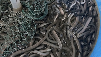 鱔魚意麵　水圳下的滋味圖片