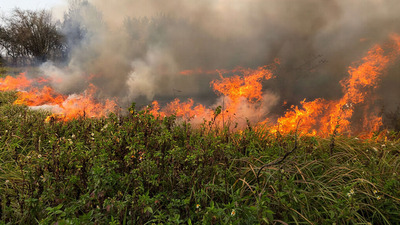 火警連環爆 易燃雜草特性與公墓燃料管理圖片