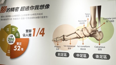 足部前足區、中足區和後足區示意圖，雙足52塊骨頭占人體的1/4