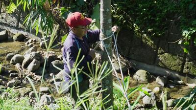 災後重建家園 兩個月後仍有百棵愛玉樹倒地圖片