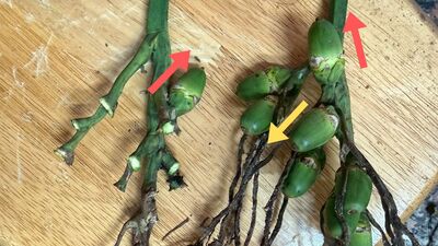 誤食倒吊子險釀意外 有毒植物辨識成課題圖片