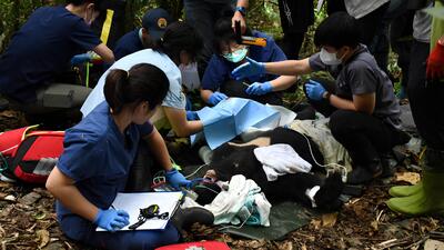 零撲殺推行近十年 野生動物生存困境加劇圖片