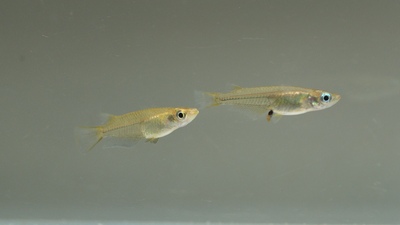 特有種現跡 成龍青鱂保育與未來圖片